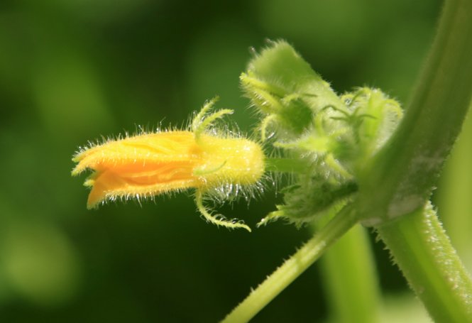 A Zion photography course student captured the beginnings of a cucumber grown in our agricultur...